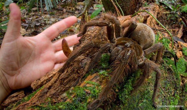 The legs on this puppy-sized spider are a foot long