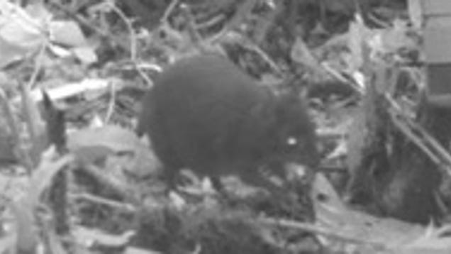 Researchers Discover New Miniature Mammals in New Guinea