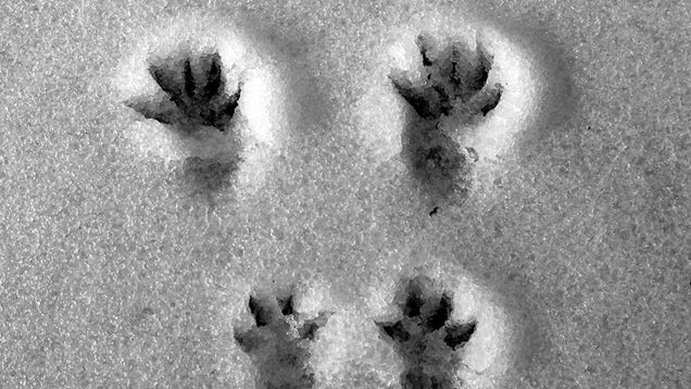 ​What Animal Tracks Mean For You