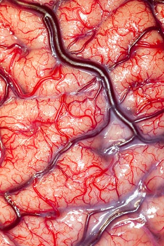 Can you guess the subject of this photo? (Hint: over half the US population consumes it every day.)