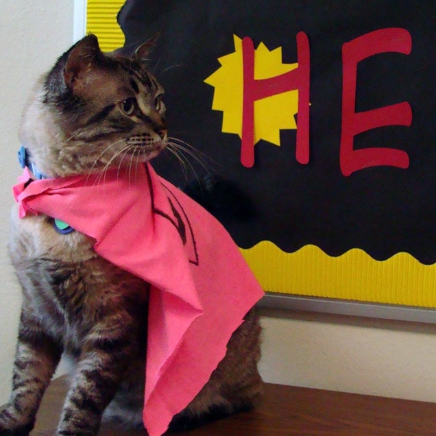 Texas Library Cat Ousted From Office by "Kitty-Hating" City Hall