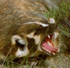 Neocon Can't Stand Democratic Hissing