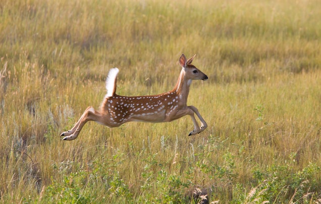 Flying Deer Strikes Woman