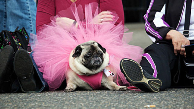 Highlights From "Puglandia," Oregon's Annual Pug Crawl