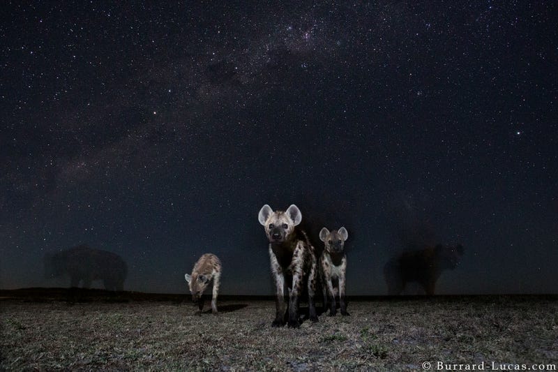13 Sensational Camera Trap Photos of African Animals At Night