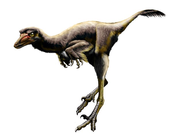 raptor dinosaur breeds