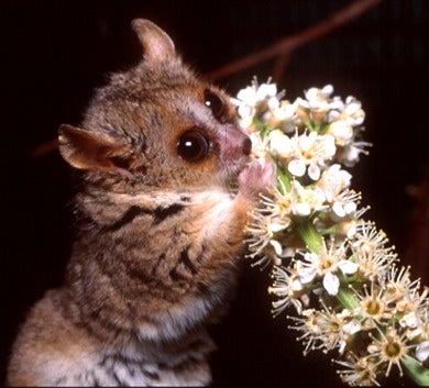 The World's Smallest Primate Can Do More Pullups Than You