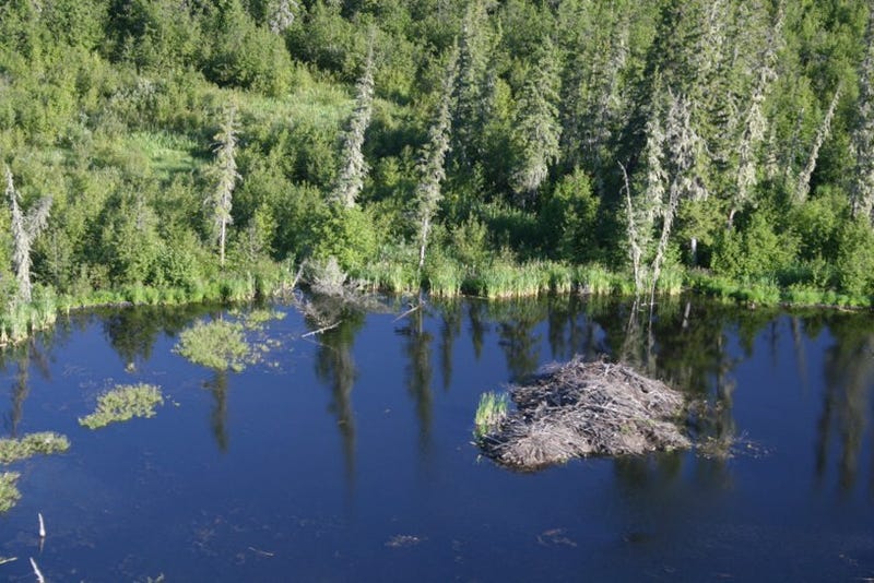 World’s Biggest Beaver Dam Discovered In Canada