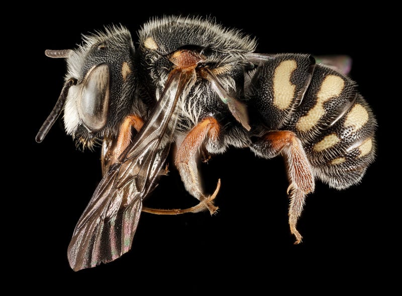 These Exquisite Bee Photographs Reveal Every Delicate Hair, Antenna, and Wing