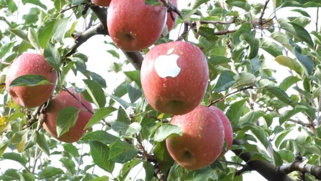 Apple Apples Are Not from Apple