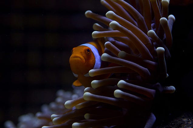 BBC's new Great Barrier Reef documentary serves up some serious eye candy