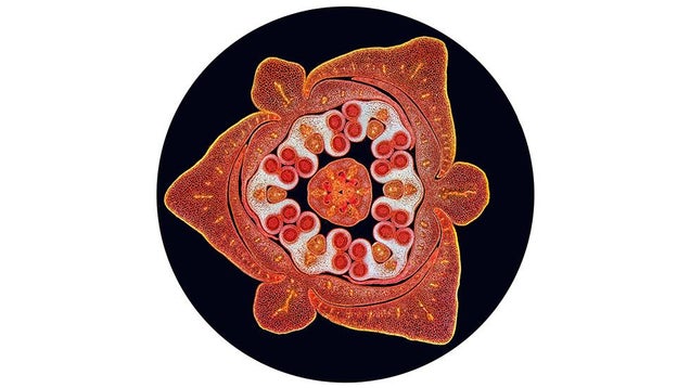 Behold the Monstrous Beauty of This Year's Coolest Microscopic Images