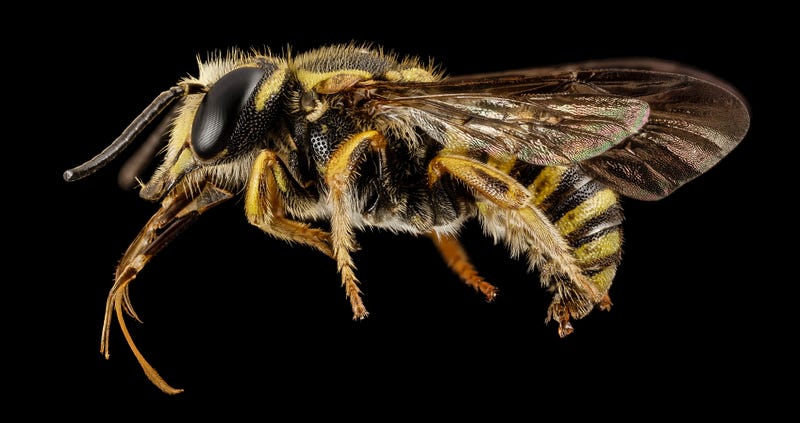 These Exquisite Bee Photographs Reveal Every Delicate Hair, Antenna, and Wing