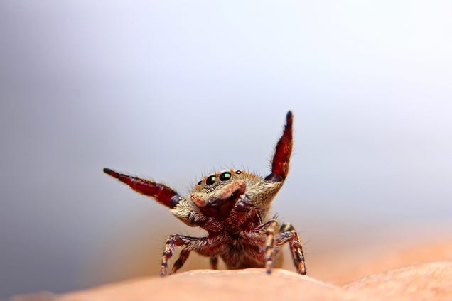 La psicología del miedo: ¿Por qué nos asustan las arañas?