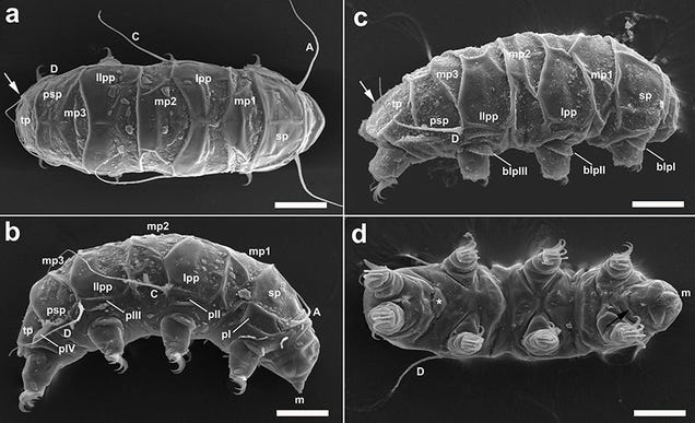 A New Species Of Water Bear Has Been Discovered In Antarctica