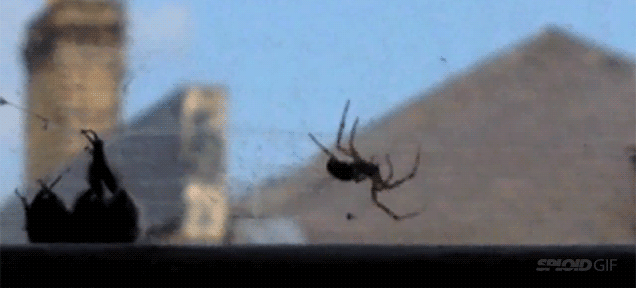 Bumblebee attacks spider to defend another bumblebee trapped on her web