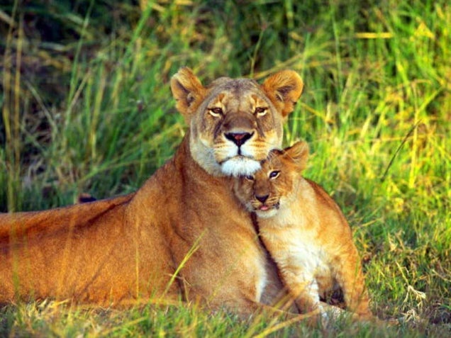 Caturday - Panthera leo Edition