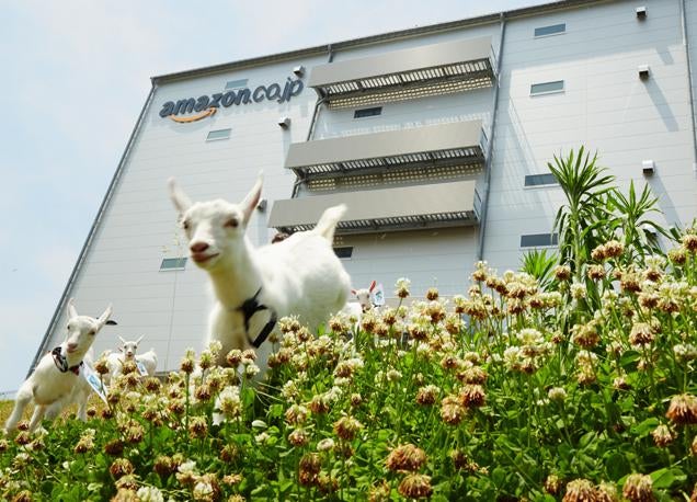 ​Amazon Japan Has Doubled Its Goats