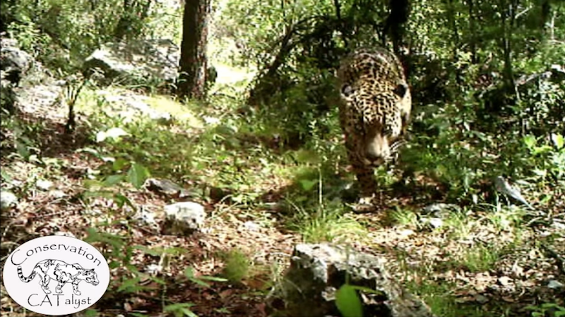 America's Last Known Wild Jaguar 'El Jefe' Seen Chilling in Tucson in Rare Video