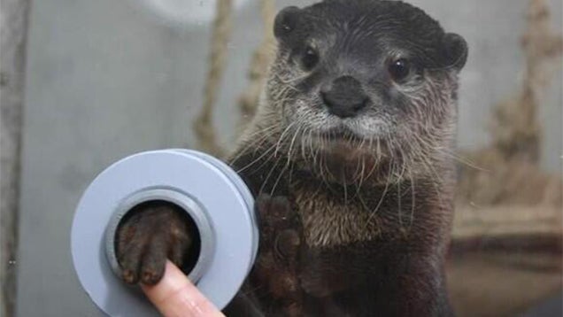 In this aquarium you can shake hands with otters (Happy Holidays!)