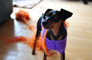 Catching Up: Politics = Scary. Puppies = Crazy Yarn Face