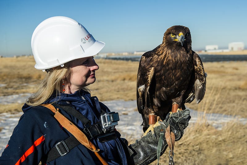 Spirit the Eagle Helps to Stop Birds Getting Chopped by Wind Turbines