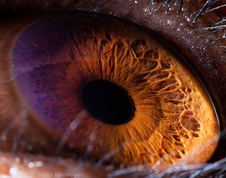 Incredible close-up photos of animals' eyes