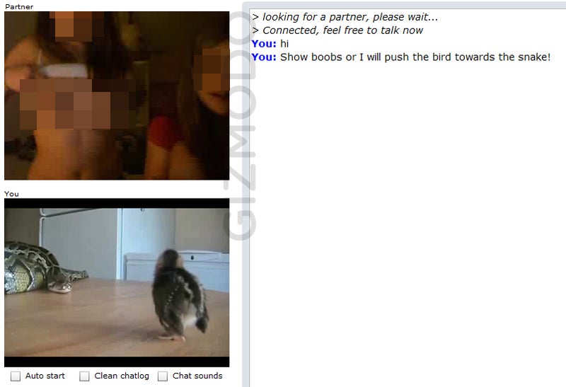 how to get girls on chatroulette how to get girls on chatroulette