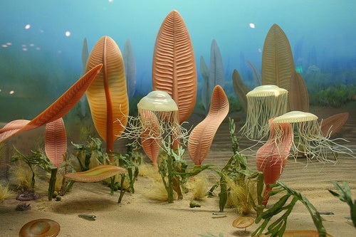 Vanished Precambrian Life Forms Were Like Nothing Before Or Since