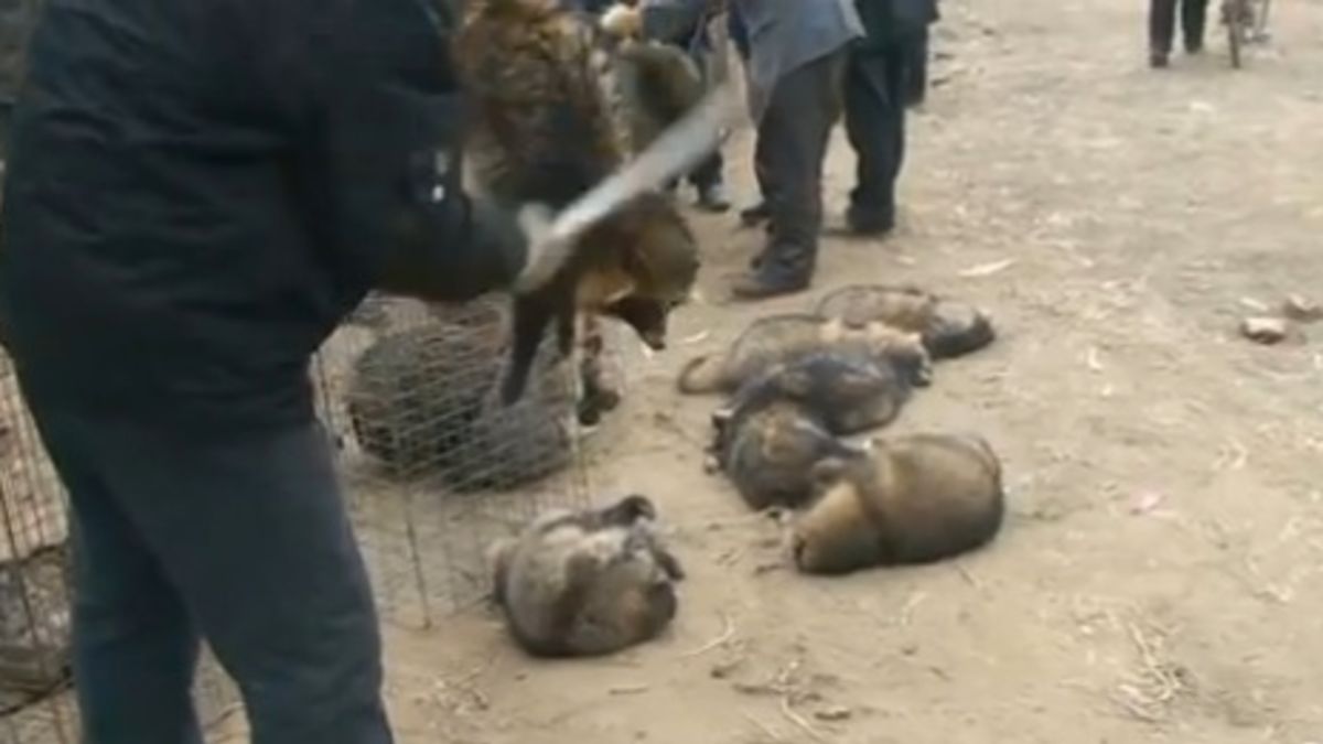 In Defense of PETA's Attack on Super Mario