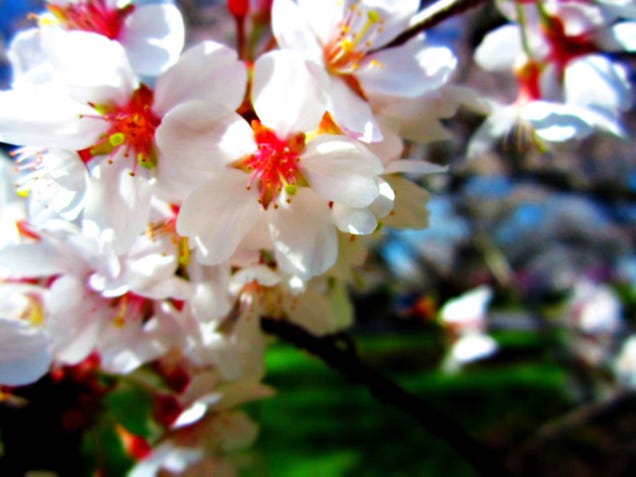 Shooting Challenge: Spring Gallery 2