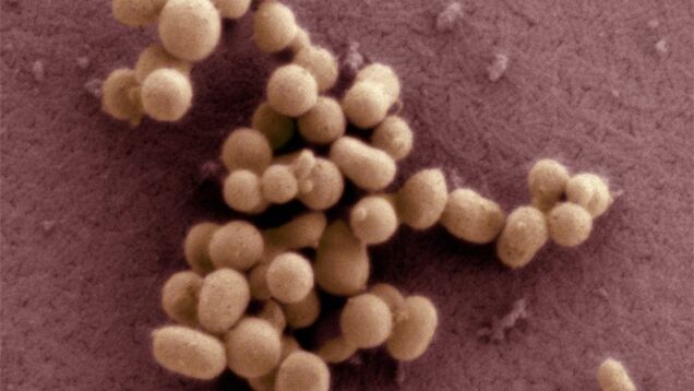 Scientists create "artificial life" - synthetic DNA that can self-replicate