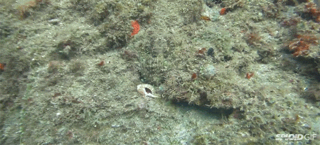Watch the unbelievable camouflage super powers of an octopus