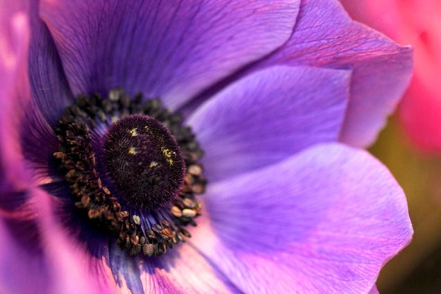 Shooting Challenge: Spring Gallery 1