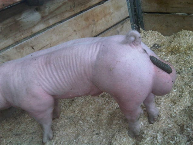 The Story Behind the Internet's Most Famous Photo of a Pig Pooping on Its Own Balls
