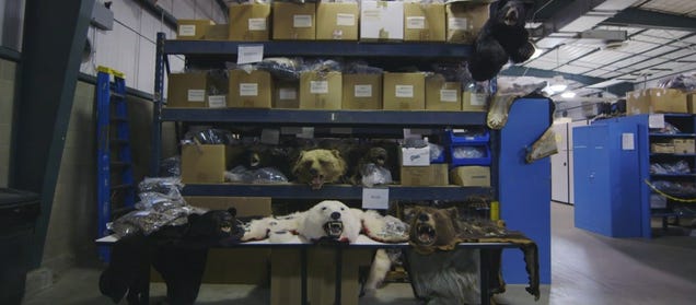 This Warehouse Holds All Illegal Wildlife Goods Confiscated In The U.S.