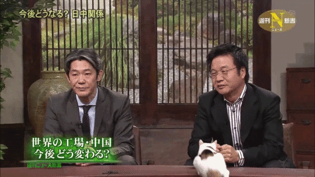 When You're a Cat, Serious Television Can Be Tricky