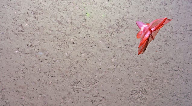 Excepcionales fotos de los escapes de metano bajo el Océano Ártico