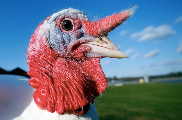 11 turkey facts to pass around the table this Thanksgiving