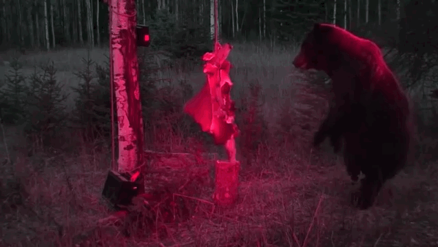 Genius Bear Is Too Smart And Strong For Bullshit-Ass Electric-Deer Gag