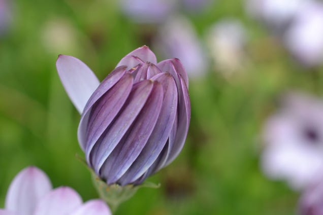 Shooting Challenge: Spring Gallery 1