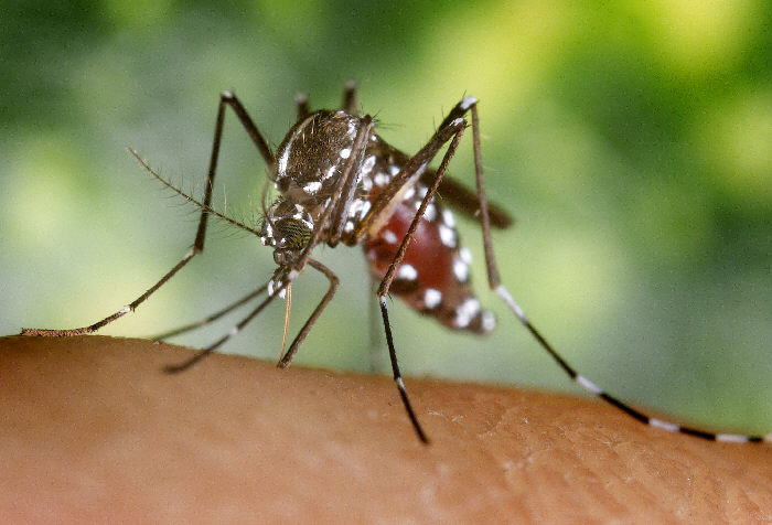 The White House Is Redirecting $598 Million From The Fight Against Ebola To Combat Zika