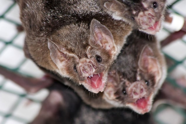 Westchester Homes Are Being Inundated By Potentially Rabid Bats