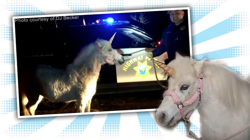 Fresno-Area Unicorn Leads CHP On Three-Hour Chase