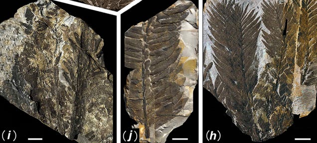 First Photos of China's 298-Million-Year-Old Buried Forest