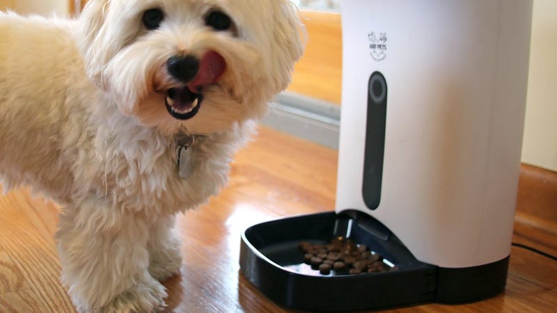 Today's Best Deals: Automatic Pet Feeder, Amazon Gadgets, Lightning Flash Drive