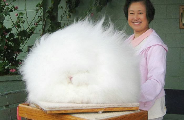 Medições precisas revelam que este é coelho fluffiest do mundo