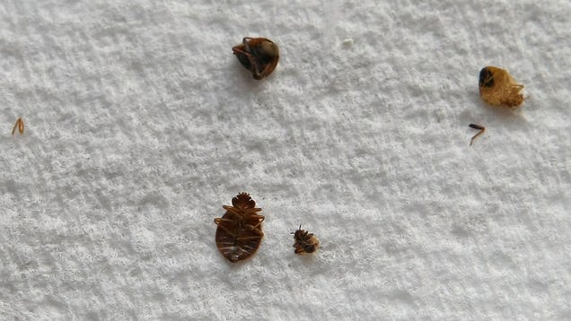 Bed Bugs Are Riding ALL the New York City Subways Right Now