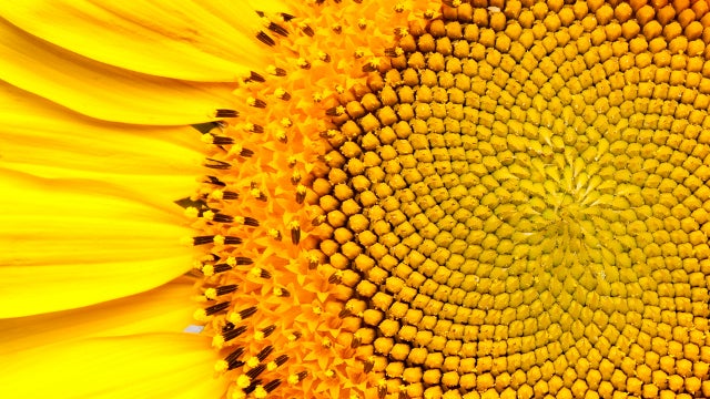 15 Uncanny Examples of the Golden Ratio in Nature