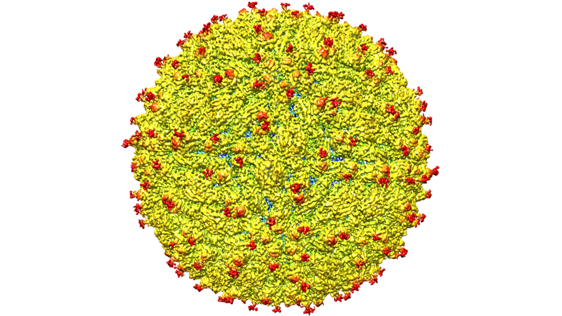 We Finally Know What the Zika Virus Actually Looks Like